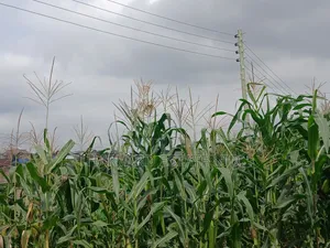 Land for Sale at Ejisu Besease