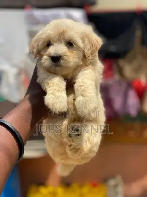 1-3 months Female Purebred Poodle