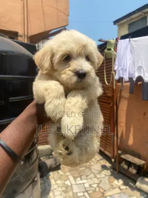 1-3 months Female Purebred Poodle