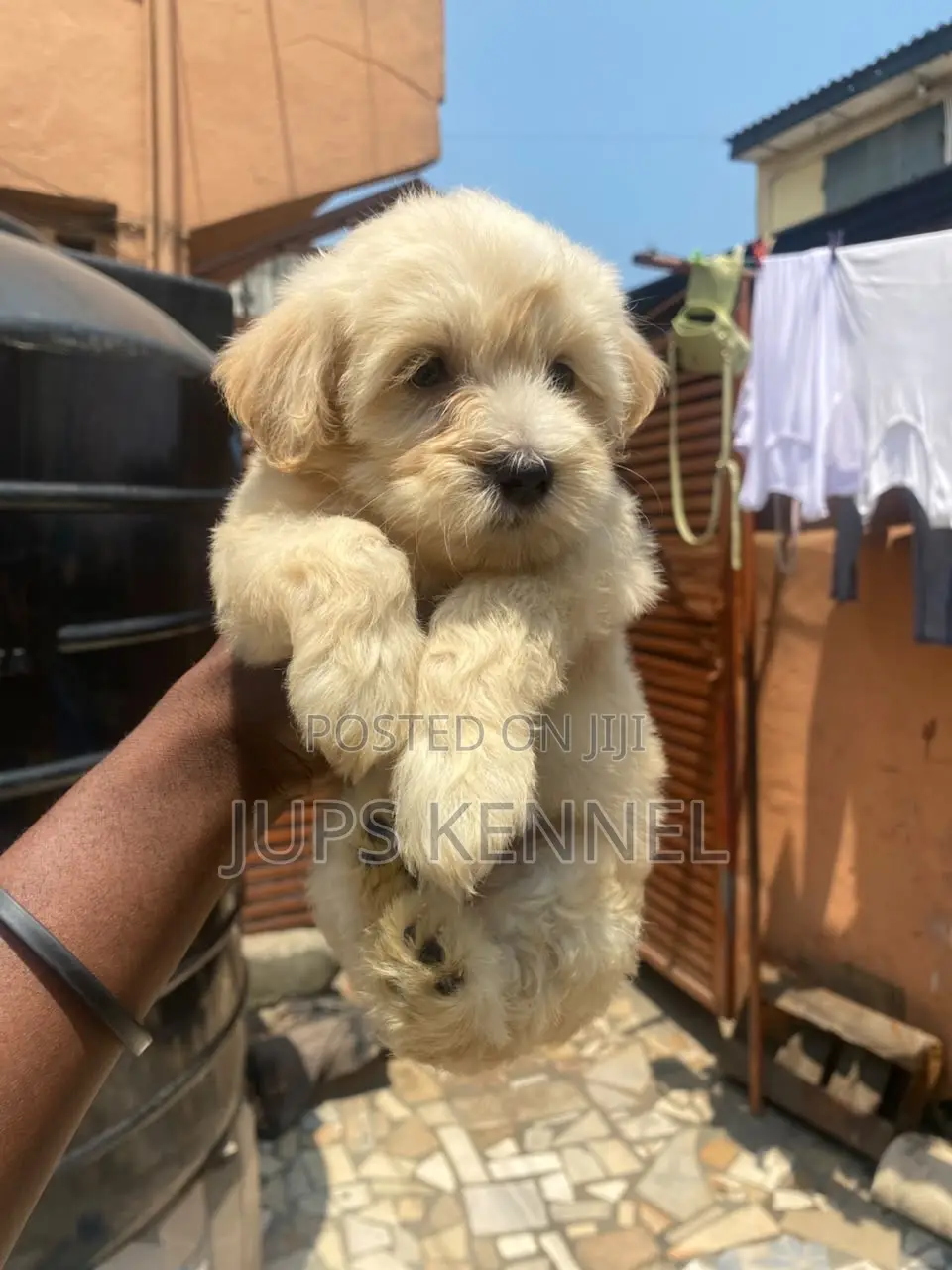 1-3 months Female Purebred Poodle