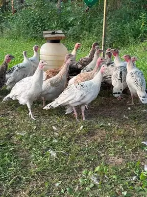 Healthy Turkeys Available for Cool Prices