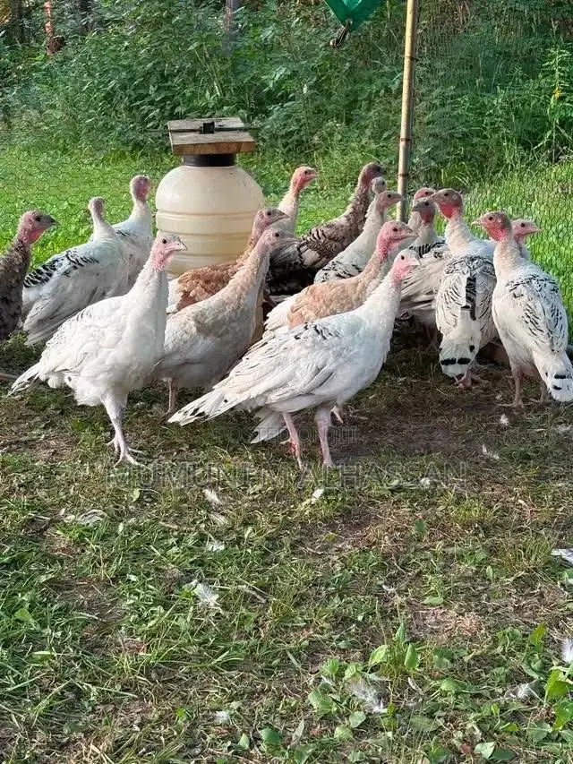 Healthy Turkeys Available for Cool Prices