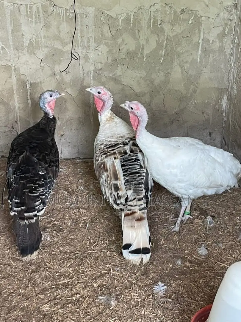 Healthy Turkeys Available for Cool Prices
