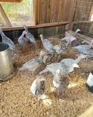 Healthy Turkeys Available for Cool Prices