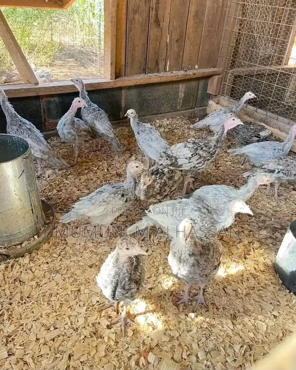 Healthy Turkeys Available for Cool Prices