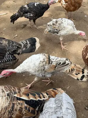 Healthy Turkeys Available for Cool Prices