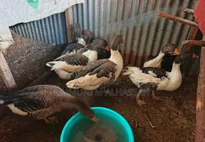 Healthy Turkeys Available for Cool Prices