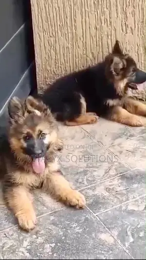 1-3 months Female Purebred German Shepherd