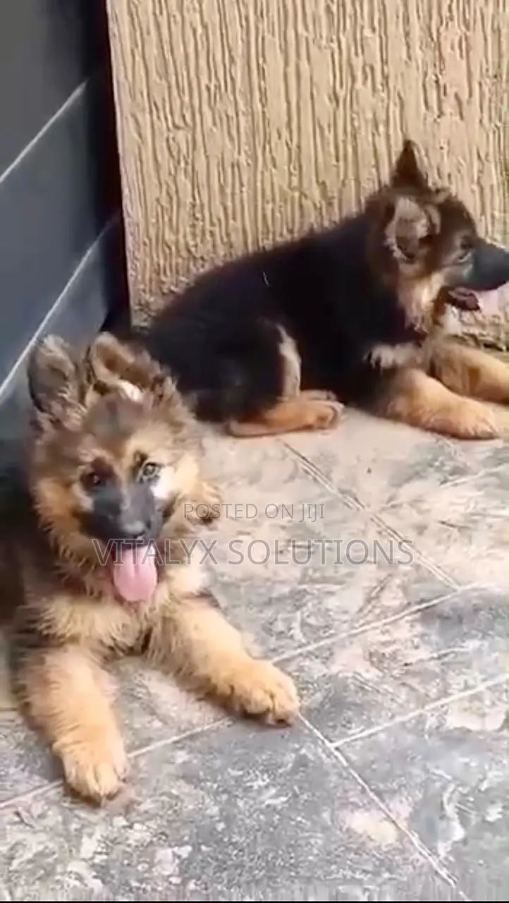 1-3 months Female Purebred German Shepherd