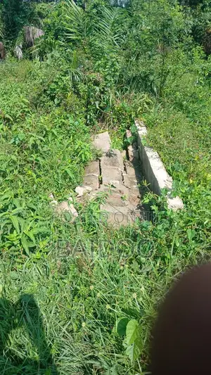 Half Plot of Land