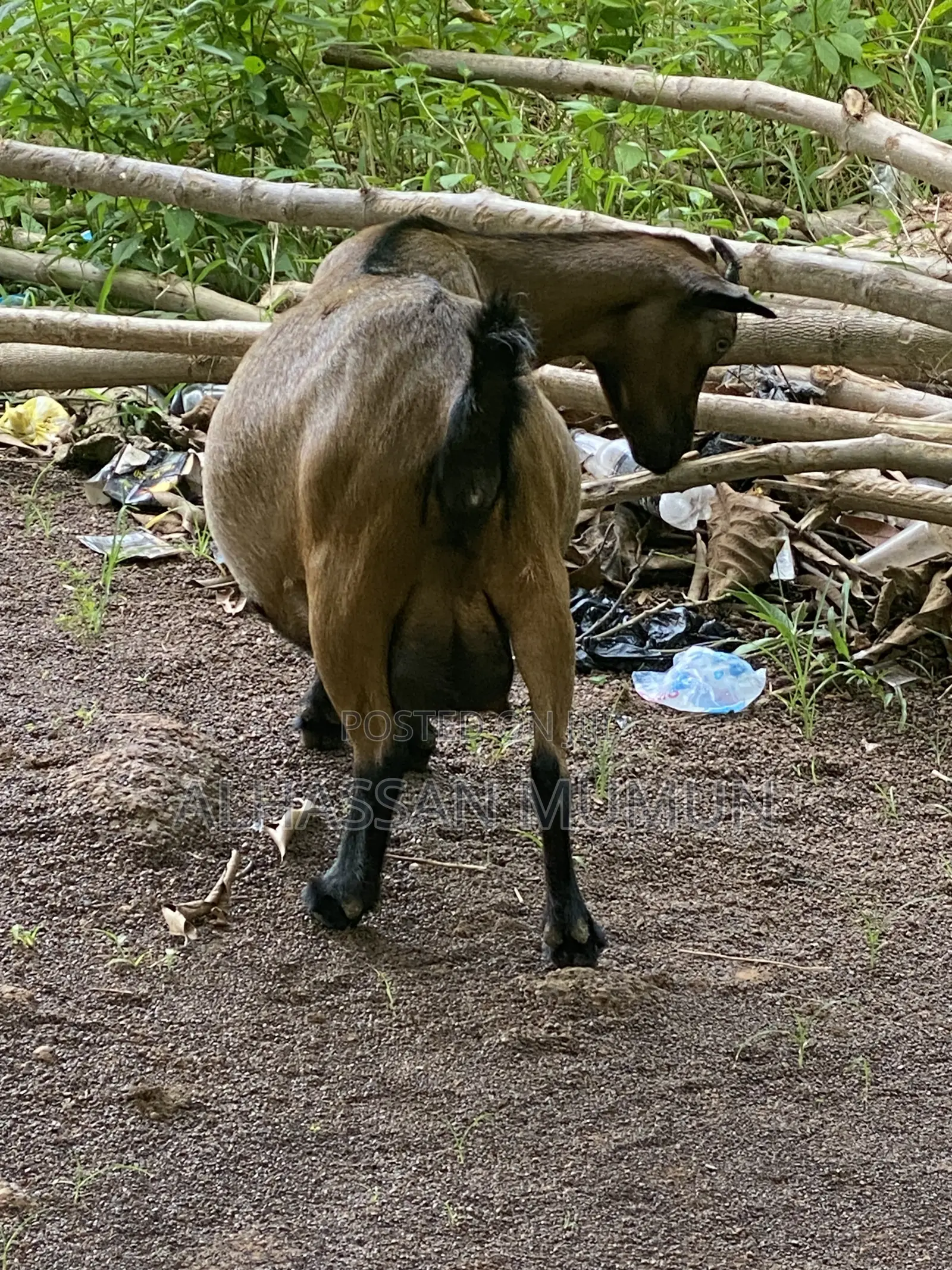 Farm Animals