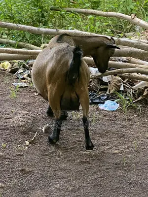 Farm Animals