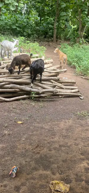 Farm Animals