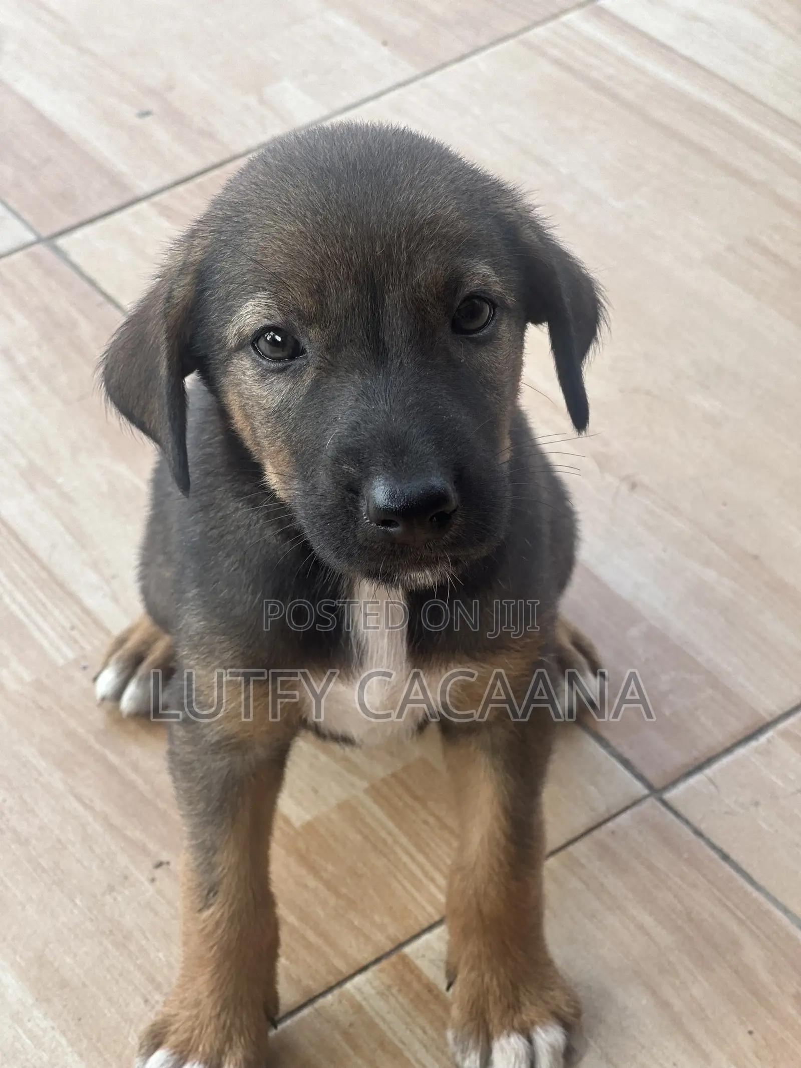 1-3 months Female Purebred Doberman Pinscher