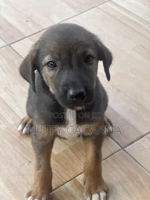1-3 months Female Purebred Doberman Pinscher