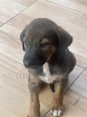 1-3 months Female Purebred Doberman Pinscher