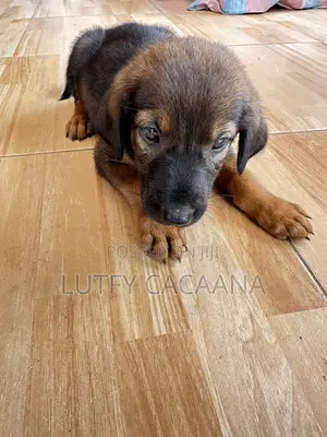 1-3 months Female Purebred Doberman Pinscher