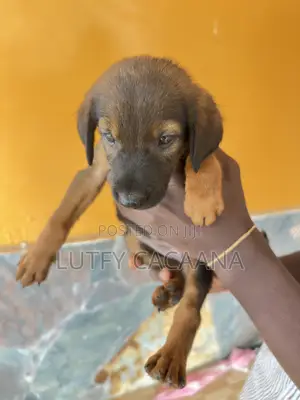 1-3 months Female Purebred Doberman Pinscher