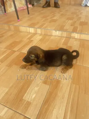 1-3 months Female Purebred Doberman Pinscher
