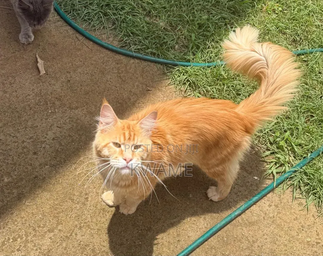 1-3 months Female Purebred Maine Coon