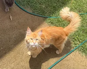 1-3 months Female Purebred Maine Coon