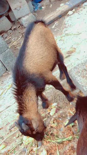 Matured Big Male Goat for Sale