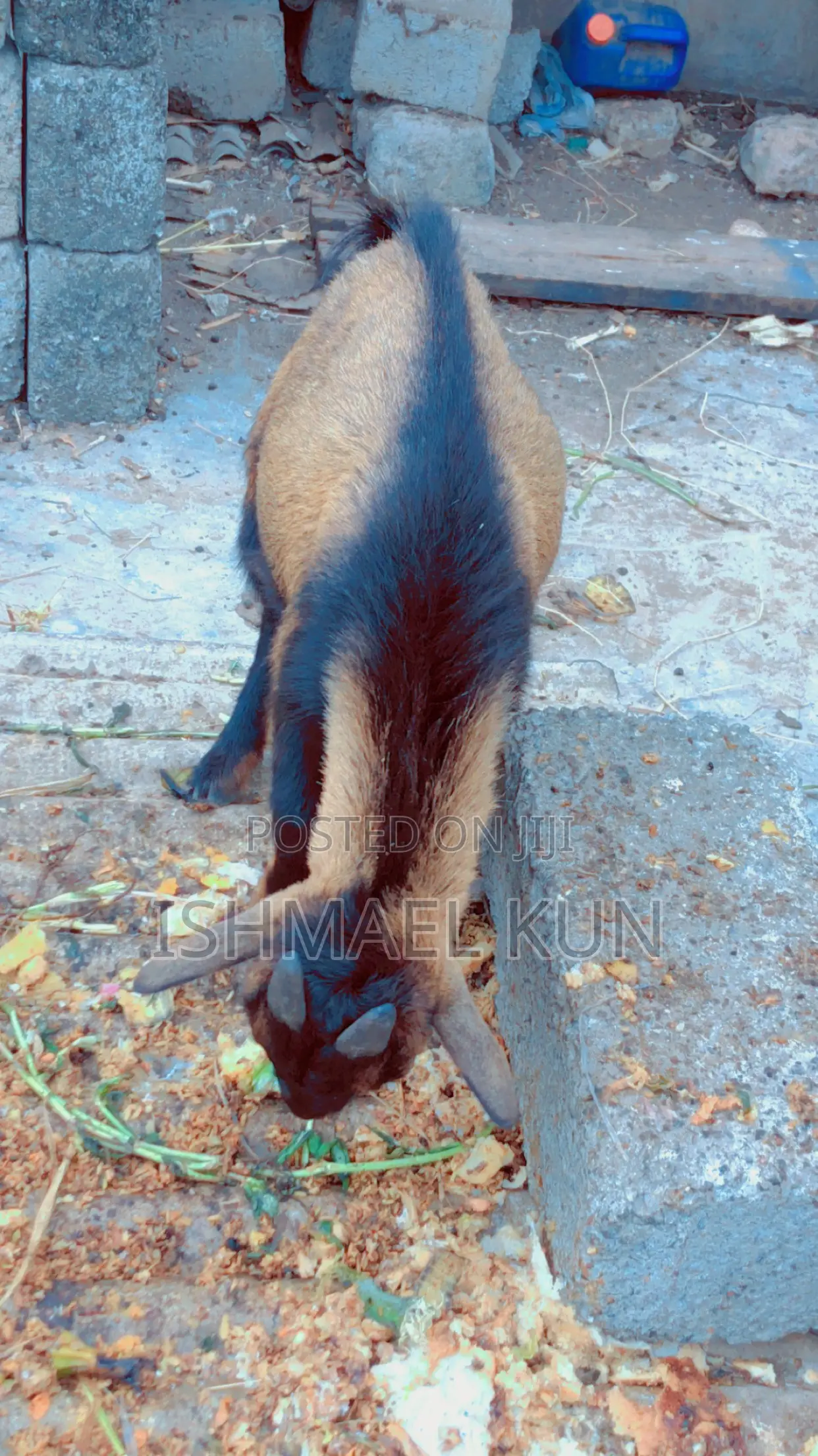 Matured Big Male Goat for Sale