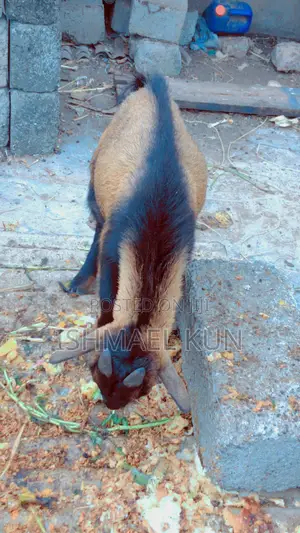 Matured Big Male Goat for Sale