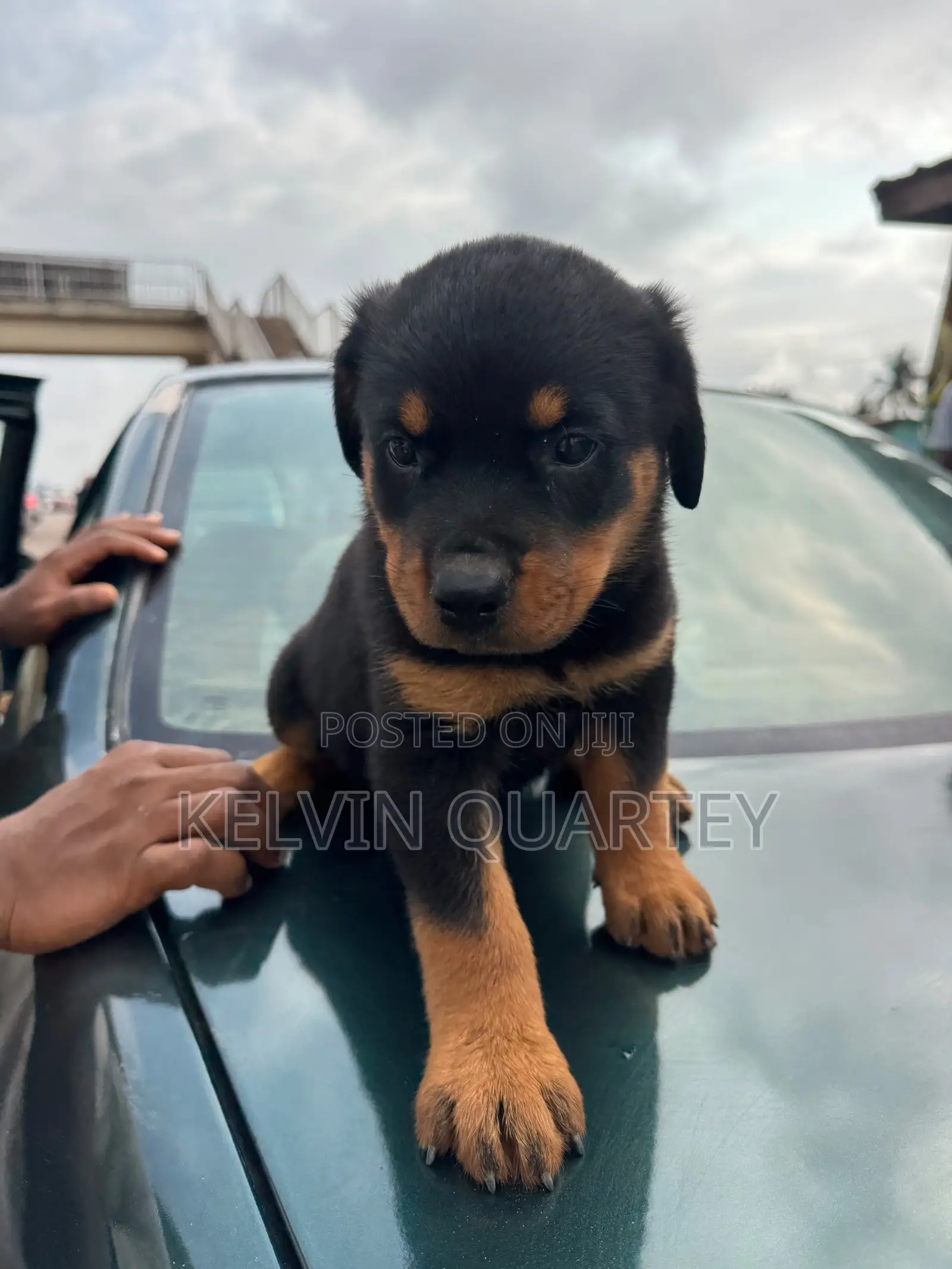1-3 months Male Purebred Rottweiler
