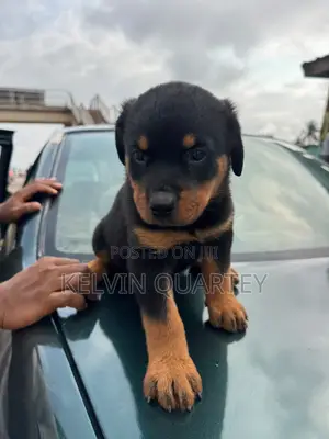 1-3 months Male Purebred Rottweiler