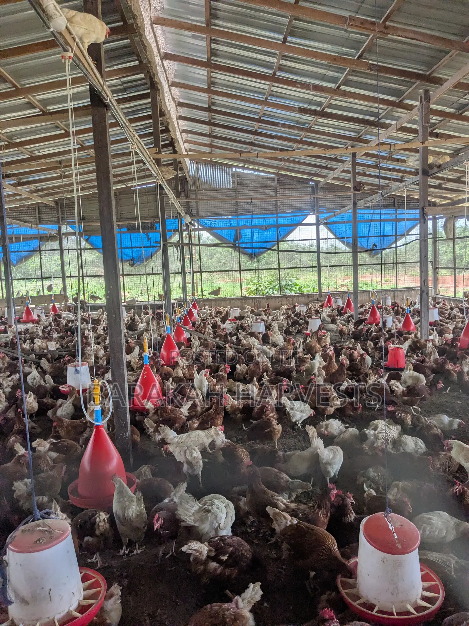 Poultry Farm Workers Needed