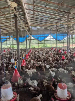 Poultry Farm Workers Needed