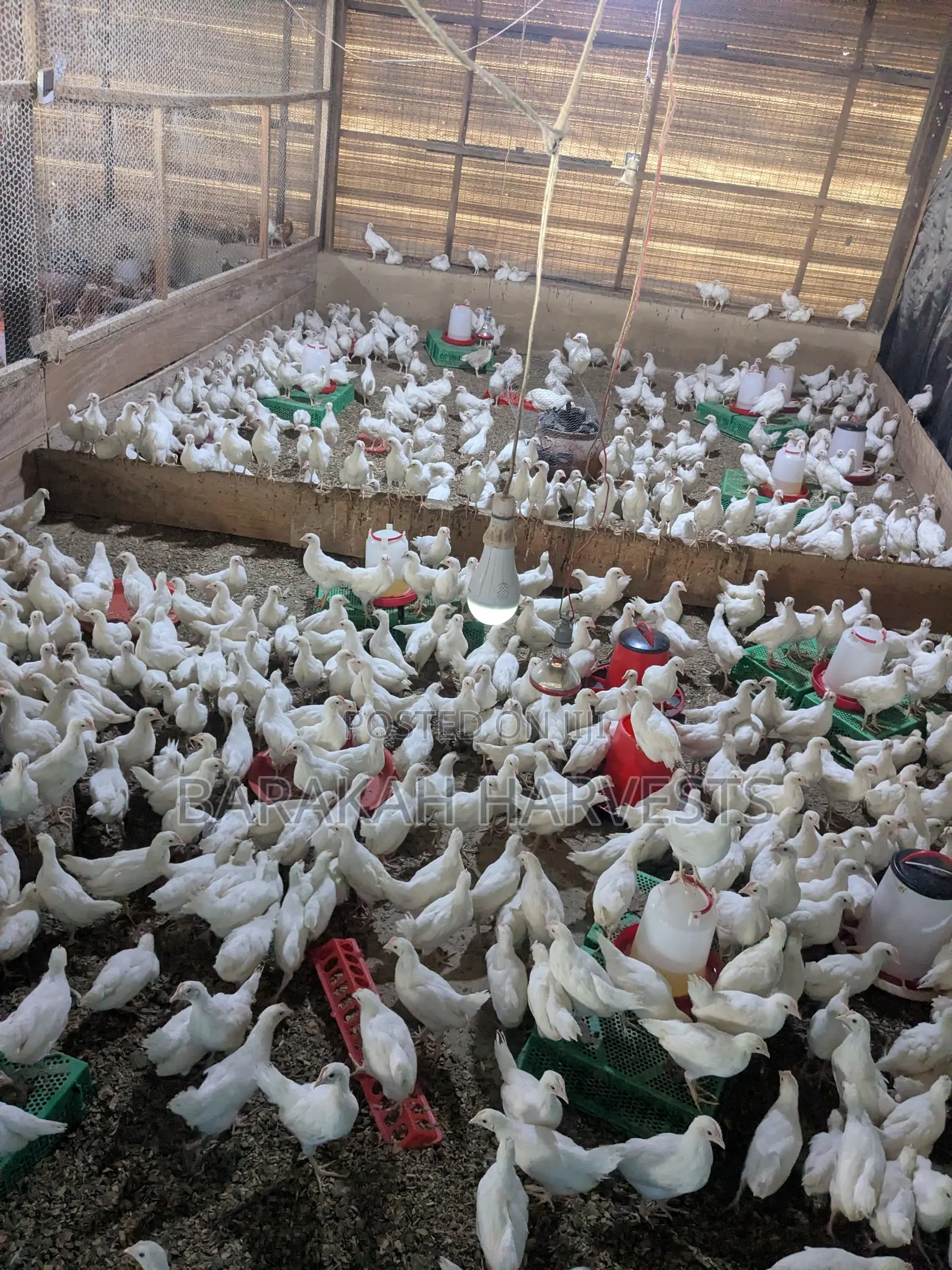 Poultry Farm Workers Needed