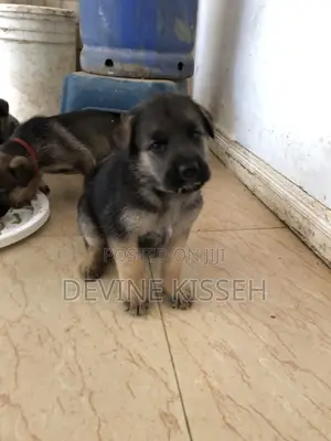 1-3 months Female Purebred German Shepherd
