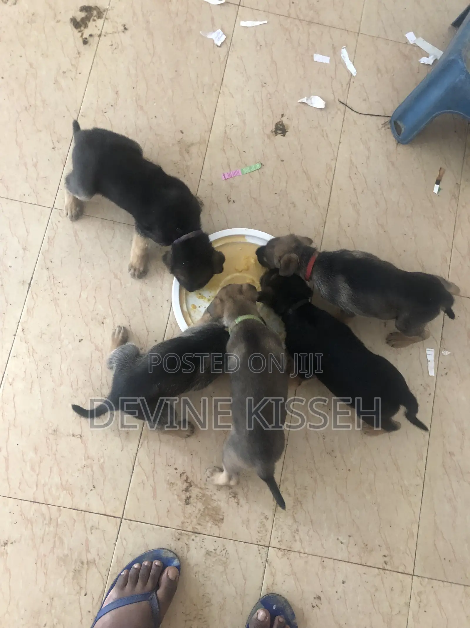 1-3 months Female Purebred German Shepherd