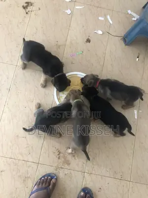 1-3 months Female Purebred German Shepherd