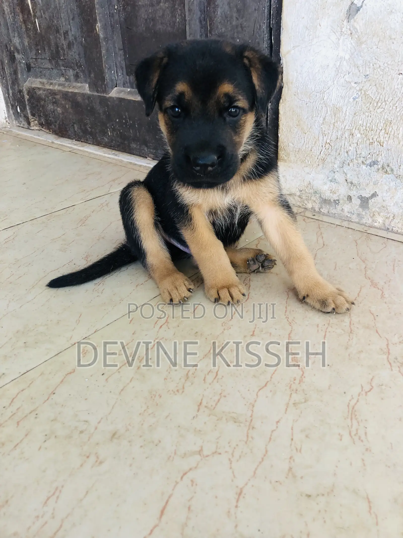 1-3 months Female Purebred German Shepherd