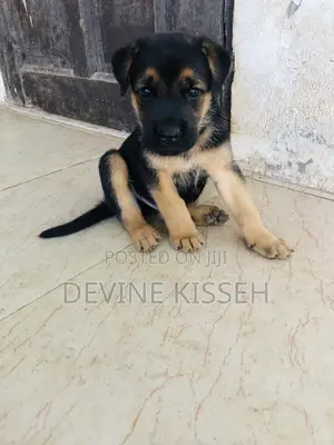 1-3 months Female Purebred German Shepherd