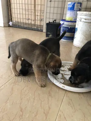 1-3 months Female Purebred German Shepherd