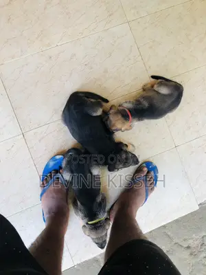 1-3 months Female Purebred German Shepherd