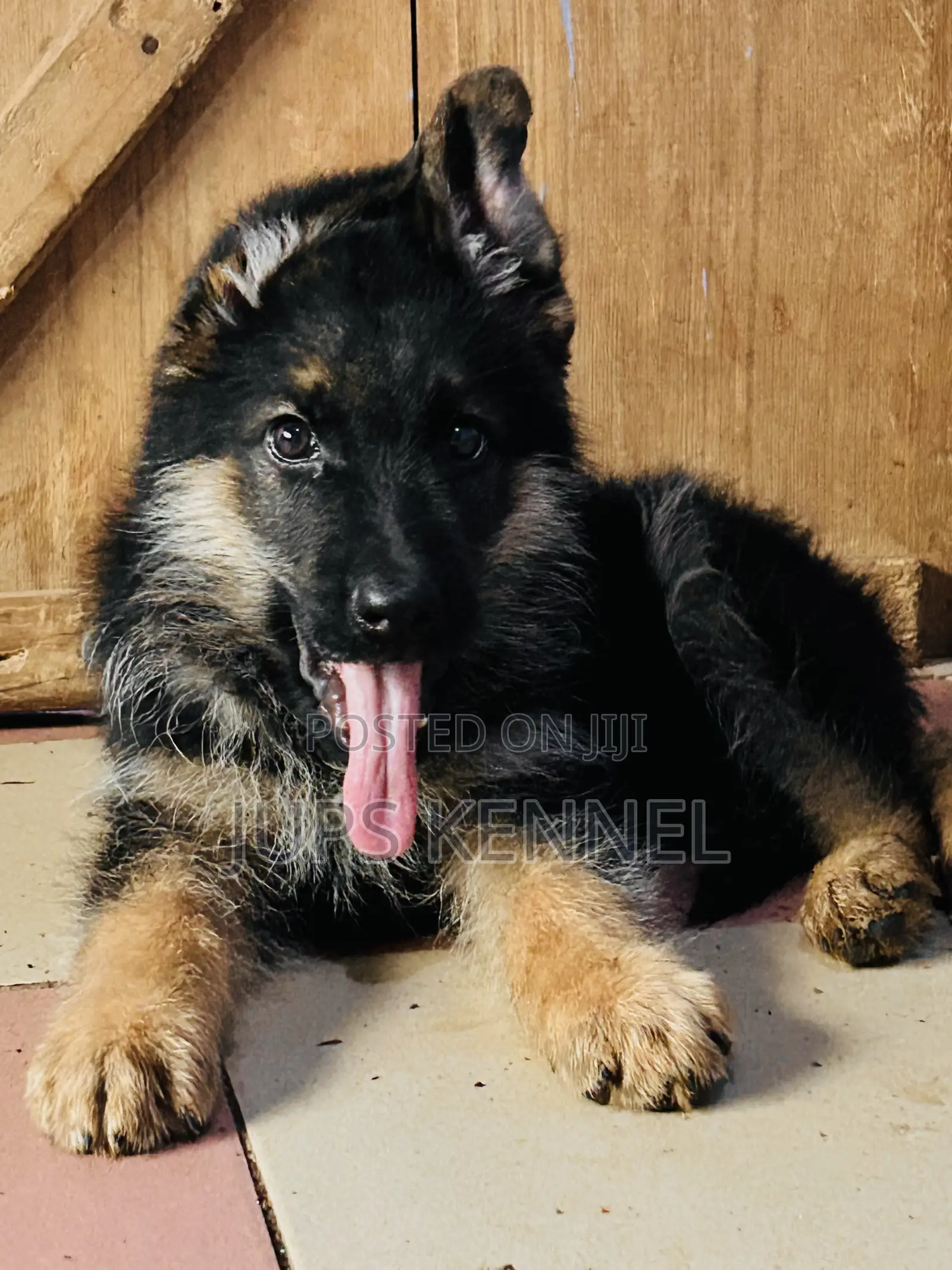 1-3 months Male Purebred German Shepherd