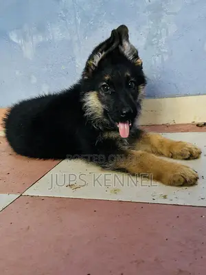 1-3 months Male Purebred German Shepherd