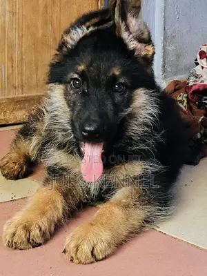 1-3 months Male Purebred German Shepherd
