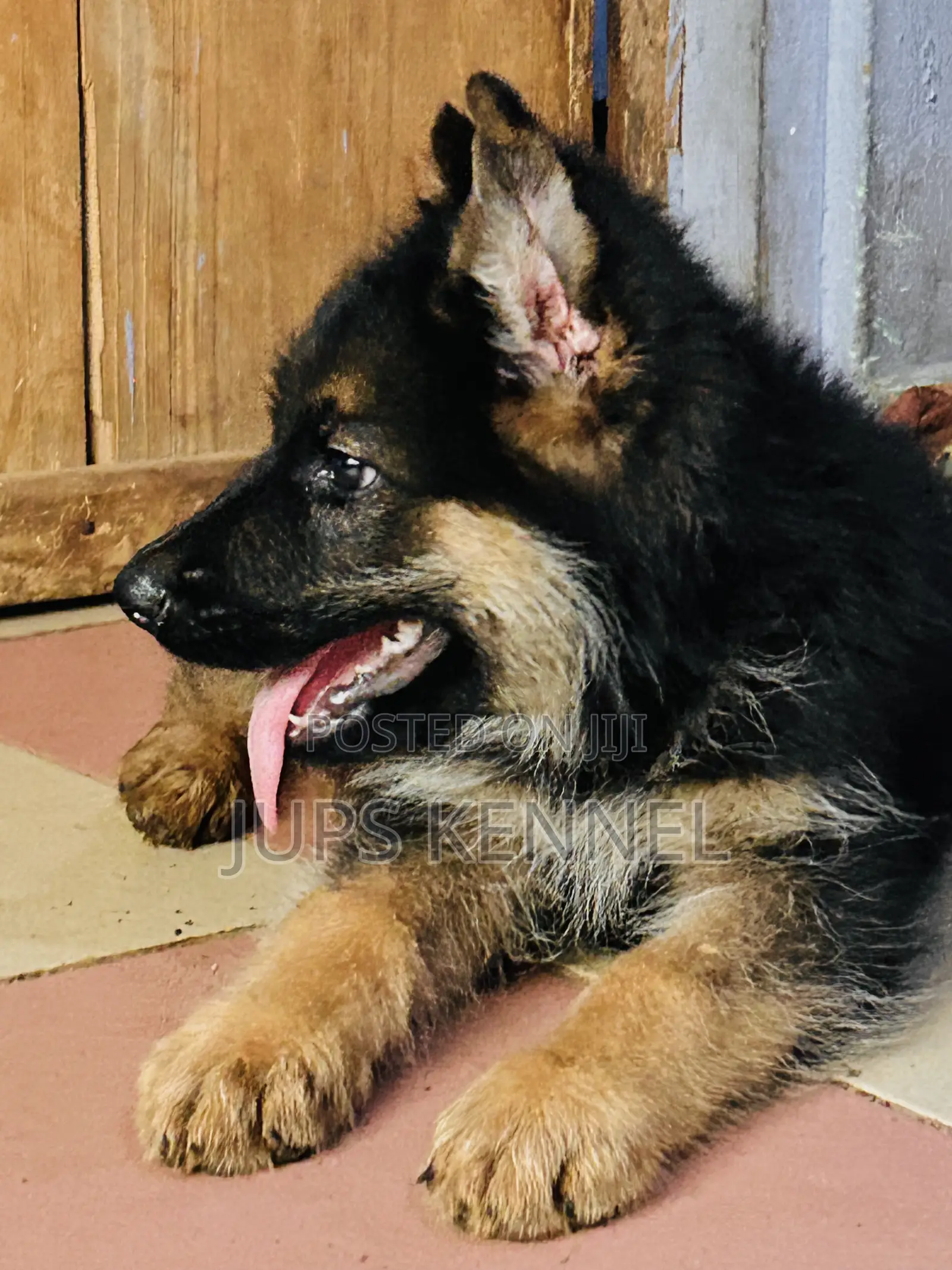 1-3 months Male Purebred German Shepherd