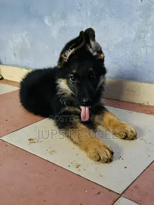 1-3 months Male Purebred German Shepherd