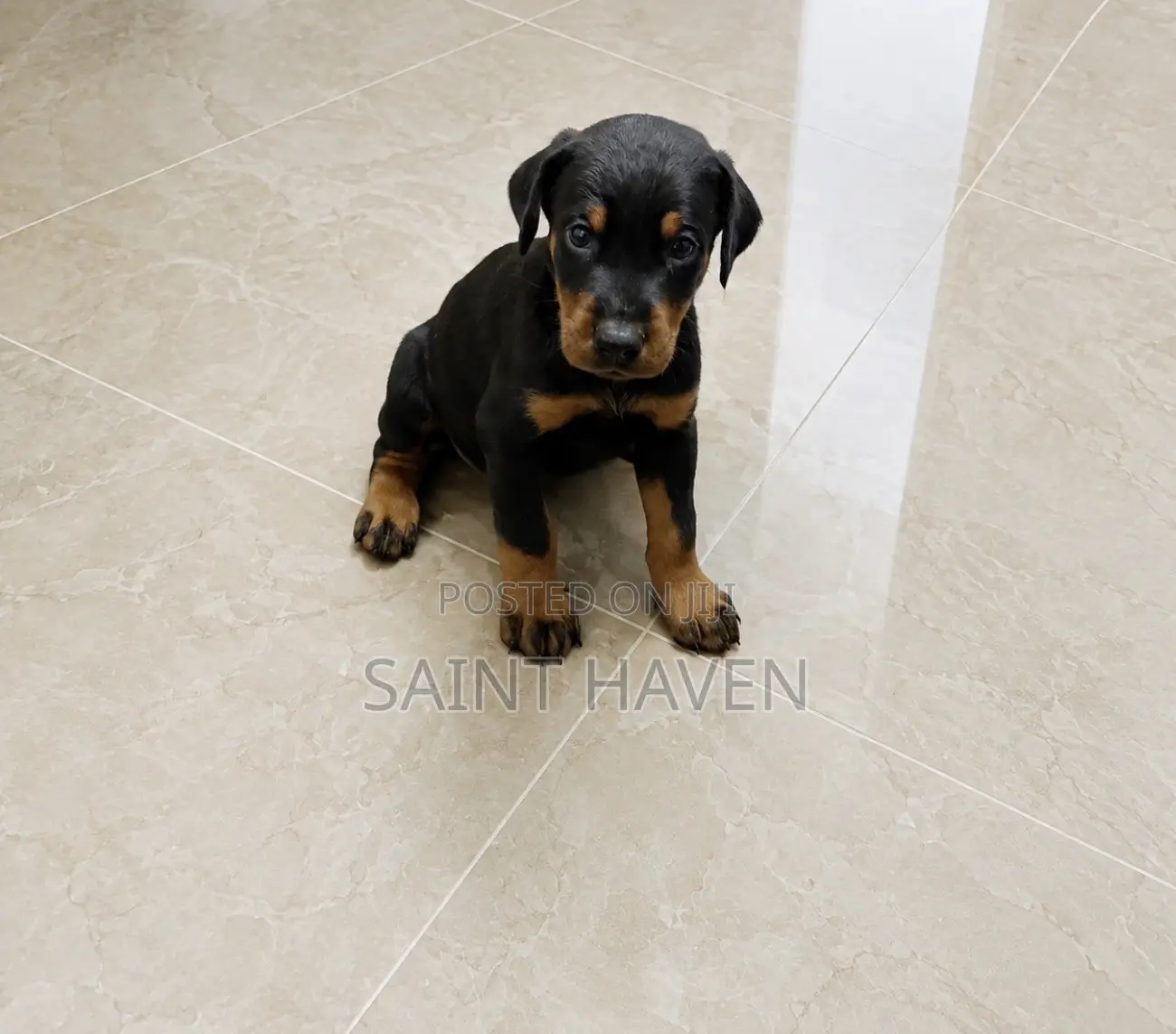 1-3 months Male Purebred Doberman Pinscher