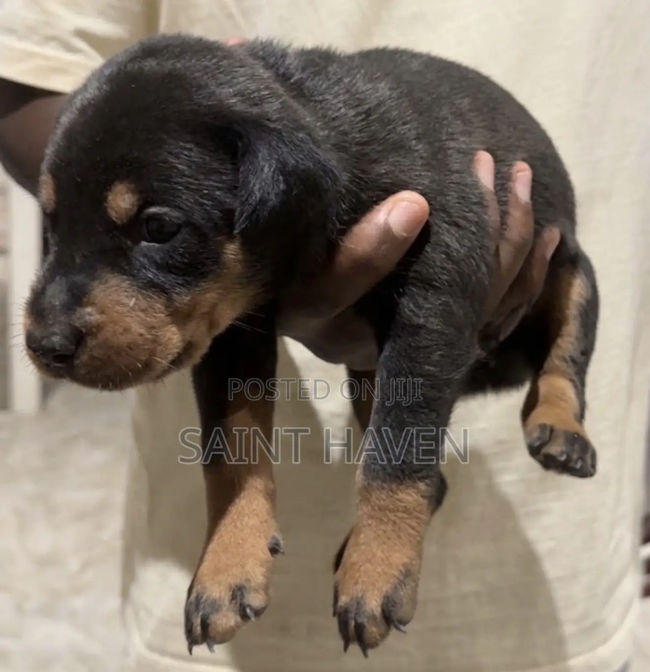 1-3 months Male Purebred Doberman Pinscher