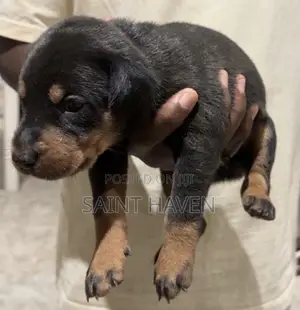 1-3 months Male Purebred Doberman Pinscher