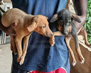 1-3 months Male Mixed Breed Dog