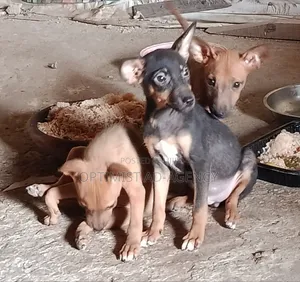 1-3 months Male Mixed Breed Dog